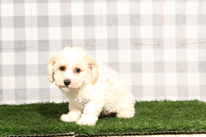 Splash - Cream/White Poochon Male Puppy - Image 2