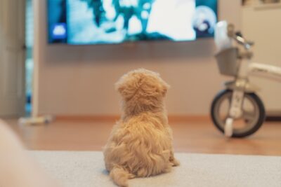Puppy in front of a TV