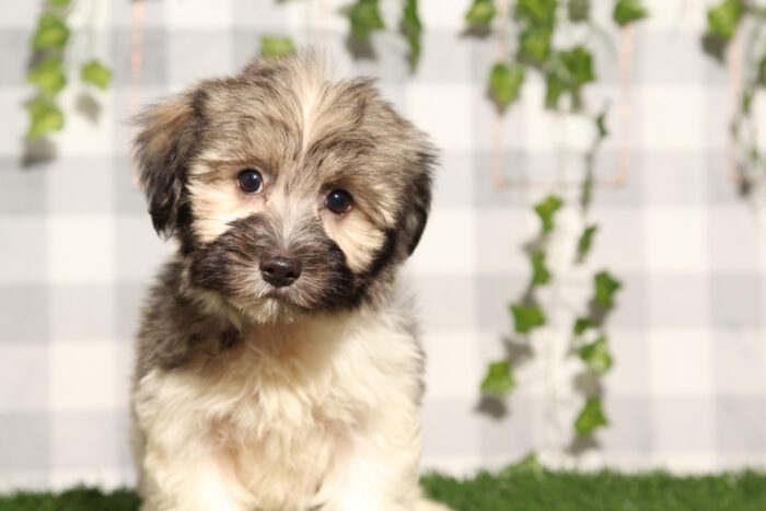 Squidward - Tri AKC Male Havanese Puppy - Image 3