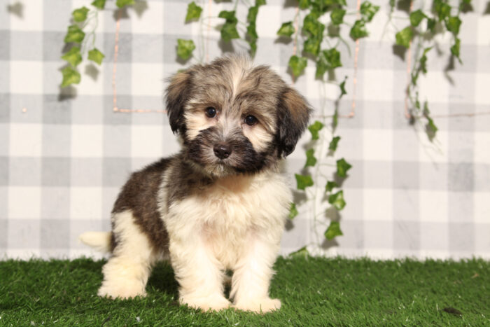 Squidward - Tri AKC Male Havanese Puppy