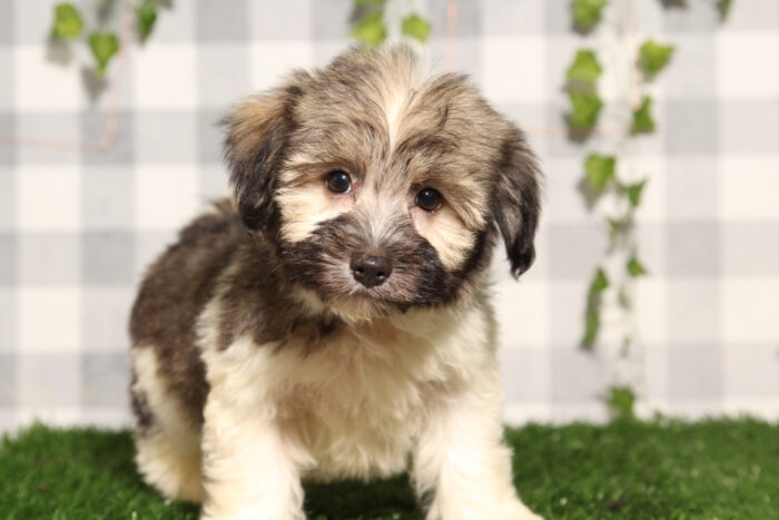 Squidward - Tri AKC Male Havanese Puppy - Image 2