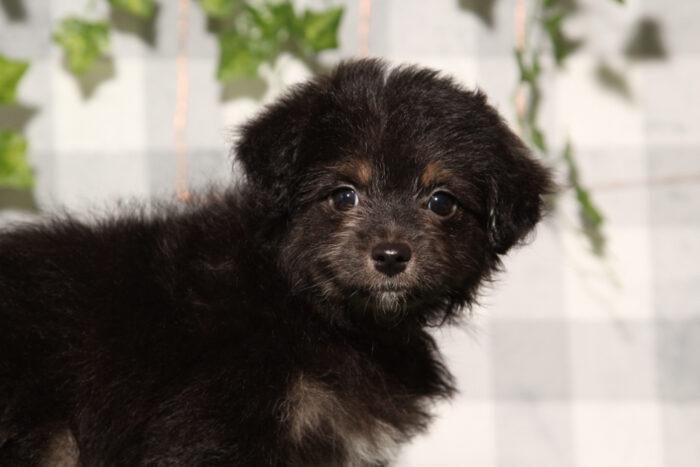 Star - Black Female Aussiedoodle Puppy - Image 3