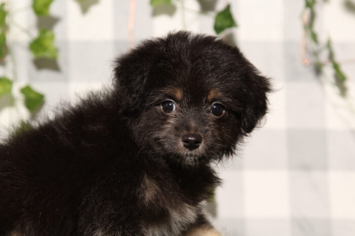 Star - Black Female Aussiedoodle Puppy - Image 2