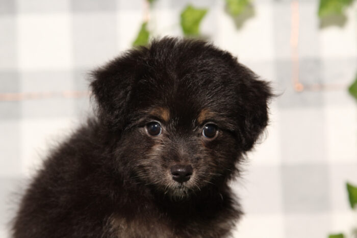 Star - Black Female Aussiedoodle Puppy