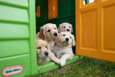 yellow labrador puppies in plastic house