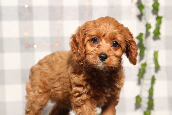 Sunny - Red Female Cavapoo Puppy - Image 5