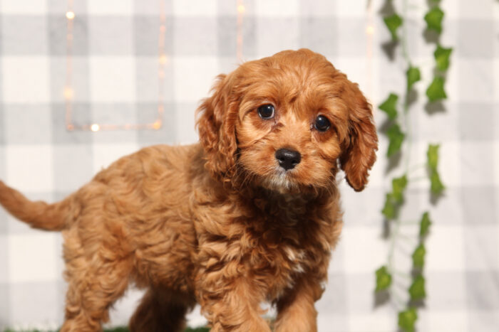 Sunny - Red Female Cavapoo Puppy - Image 4