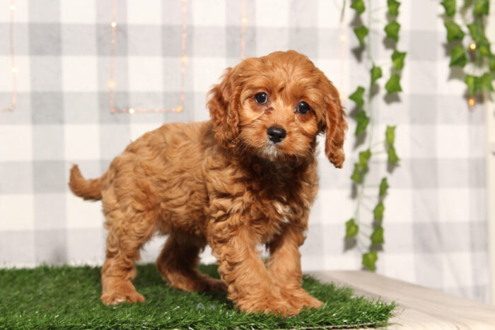 Sunny - Red Female Cavapoo Puppy - Image 3