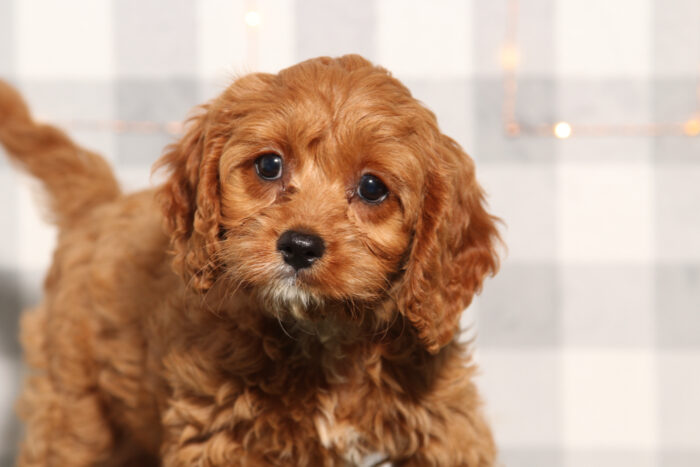 Sunny - Red Female Cavapoo Puppy - Image 2