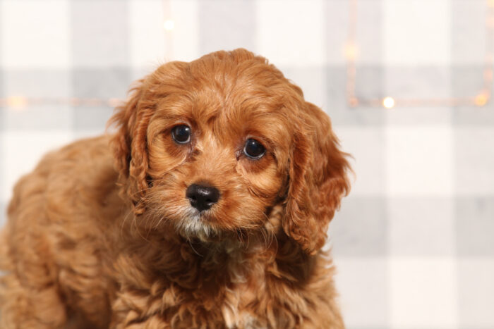 Sunny - Red Female Cavapoo Puppy