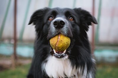 Dog With Tennis Ball