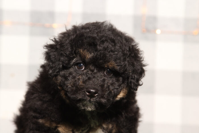 Tahoe - Male F1B Aussiedoodle Puppy