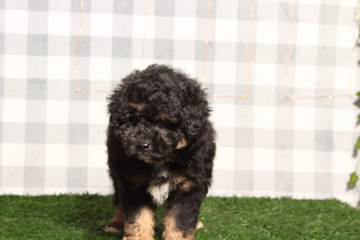 Tahoe - Male F1B Aussiedoodle Puppy - Image 3