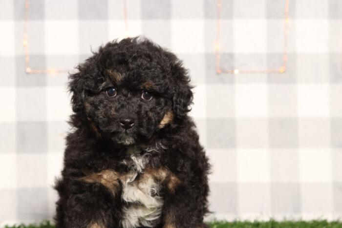 Tahoe - Male F1B Aussiedoodle Puppy - Image 2