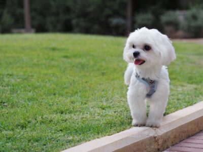 Maltese haircuts