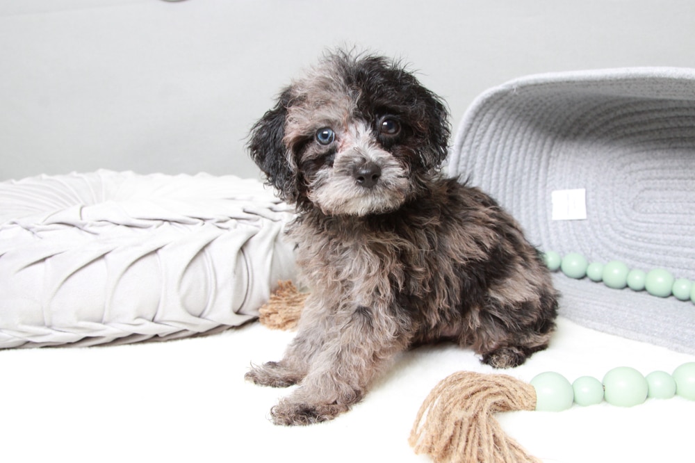 Blue merle cavapoo puppies for outlet sale