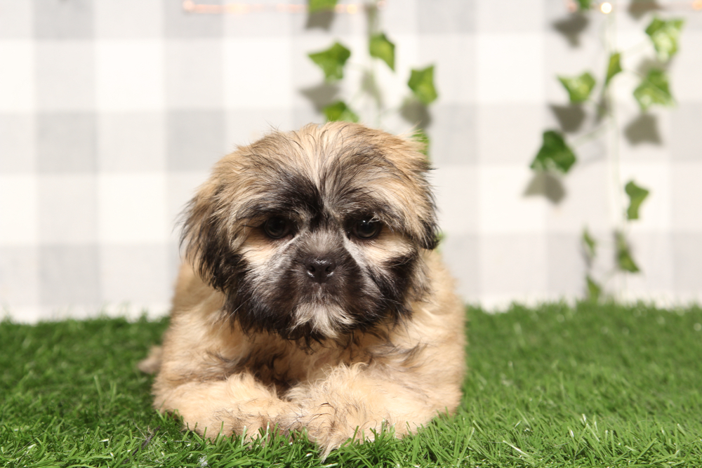 Theo - Brown/White Male Shih-Tzu Puppy - Image 3