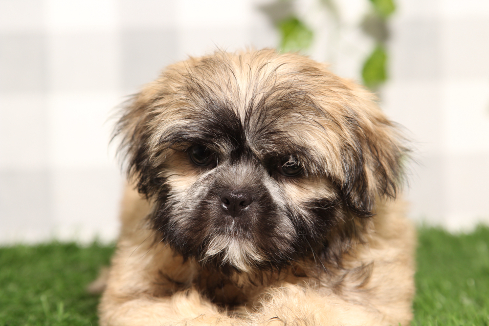 Theo - Brown/White Male Shih-Tzu Puppy