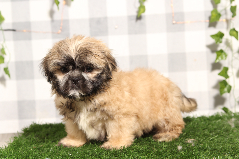 Theo - Brown/White Male Shih-Tzu Puppy - Image 2