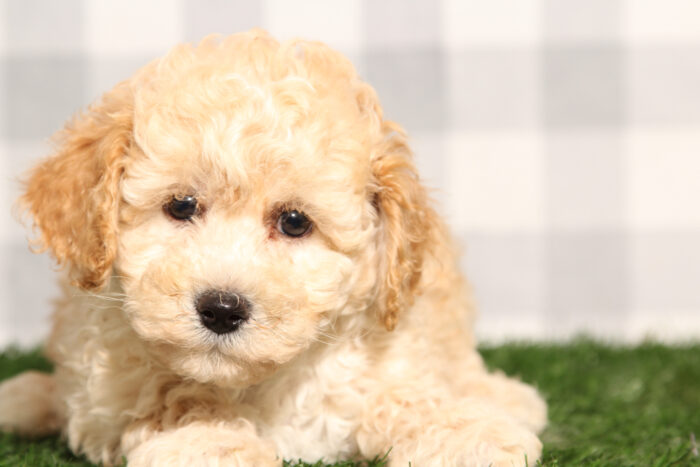 Thunder - Cream Poochon Male Puppy