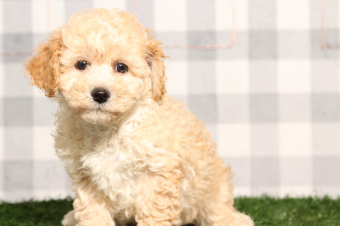 Thunder - Cream Poochon Male Puppy - Image 3