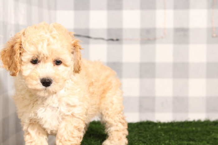 Thunder - Cream Poochon Male Puppy - Image 2