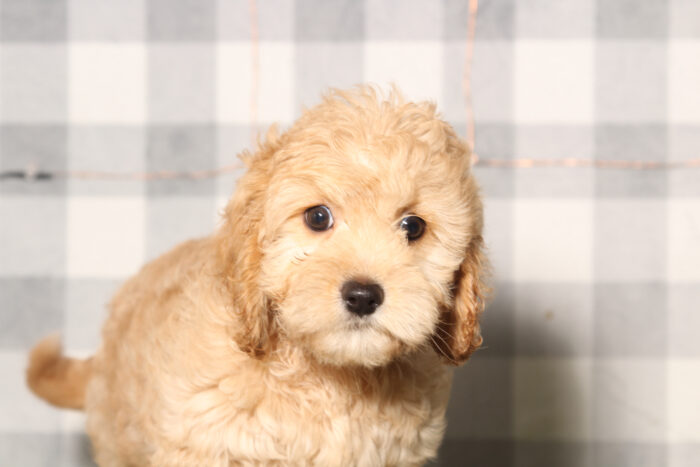 Tiny-Red Male Cavapoo Puppy - Image 5