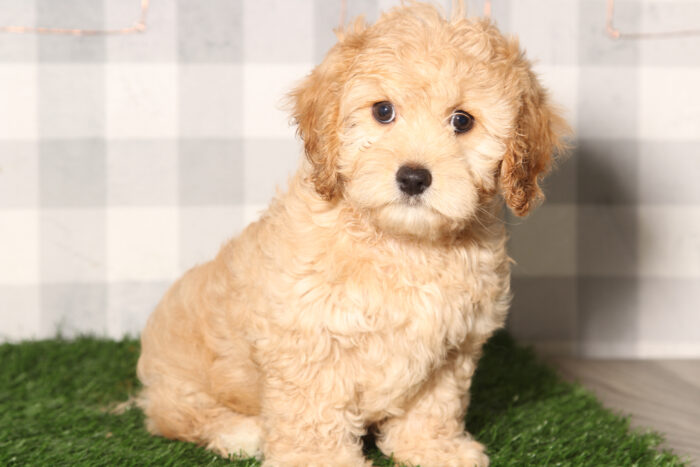 Tiny-Red Male Cavapoo Puppy