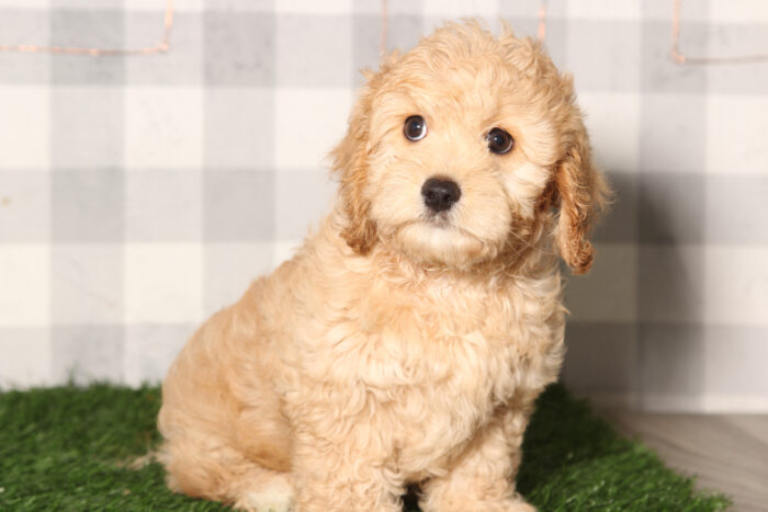 Tiny-Red Male Cavapoo Puppy - Image 3