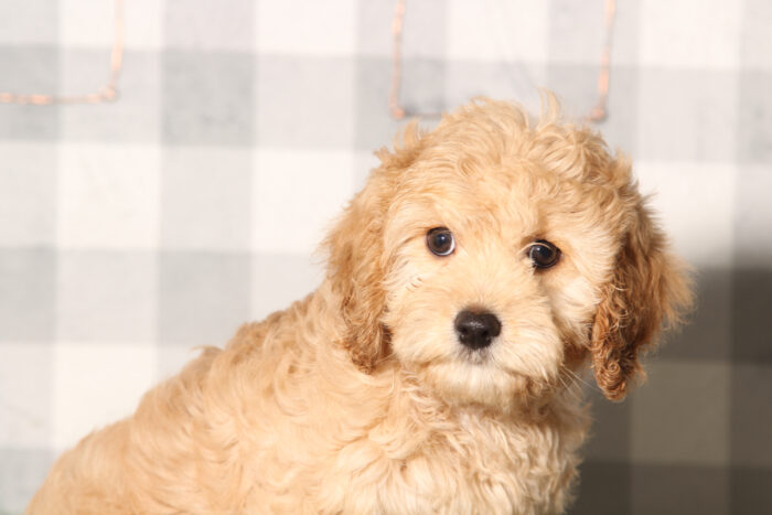 Tiny-Red Male Cavapoo Puppy - Image 2