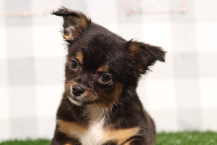 Tito - Charming Black/Tan Male Chihuahua Puppy - Image 5