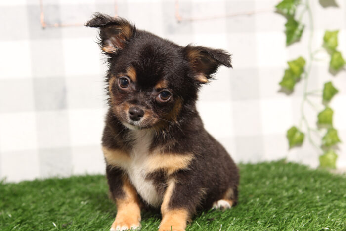 Tito - Charming Black/Tan Male Chihuahua Puppy