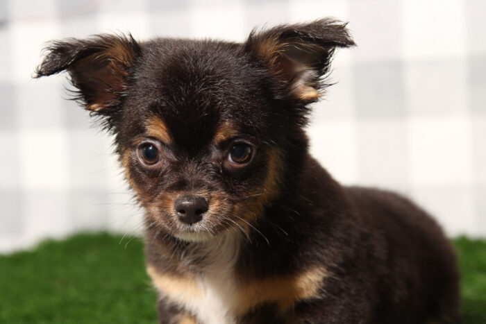 Tito - Charming Black/Tan Male Chihuahua Puppy - Image 4