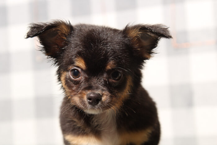 Tito - Charming Black/Tan Male Chihuahua Puppy - Image 3