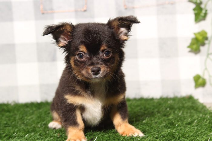 Tito - Charming Black/Tan Male Chihuahua Puppy - Image 2