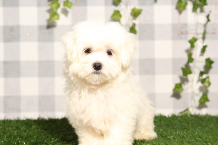 Tobias - White ACA Male Maltese Puppy