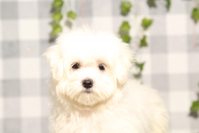 Tobias - White ACA Male Maltese Puppy - Image 3