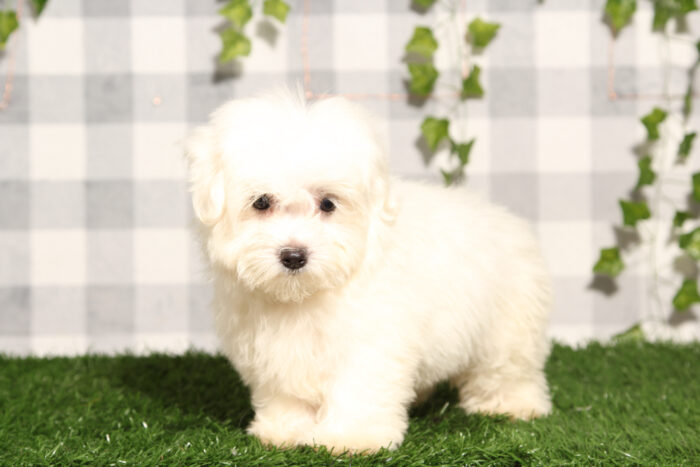 Tobias - White ACA Male Maltese Puppy - Image 2