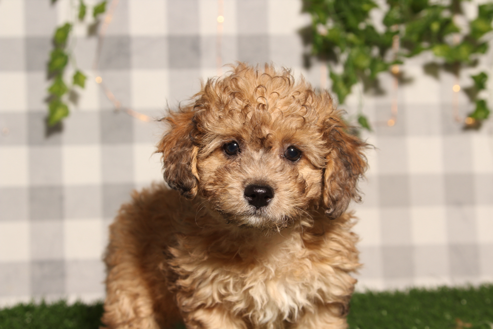 Toffee - Brindle Female Poochon Puppy