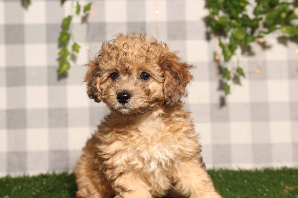 Toffee - Brindle Female Poochon Puppy - Image 3