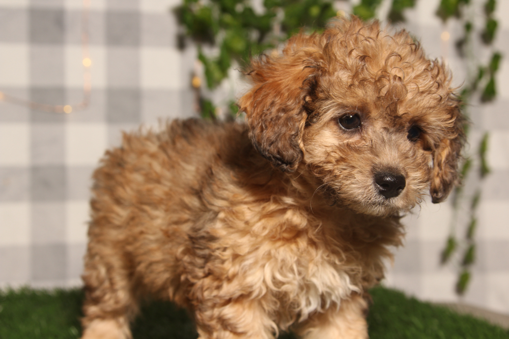 Toffee - Brindle Female Poochon Puppy - Image 2