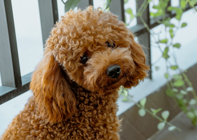 Toy store poodle shedless