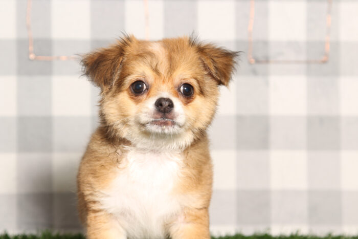 Travis-Tan/White Long Haired Male Chihuahua Puppy - Image 5