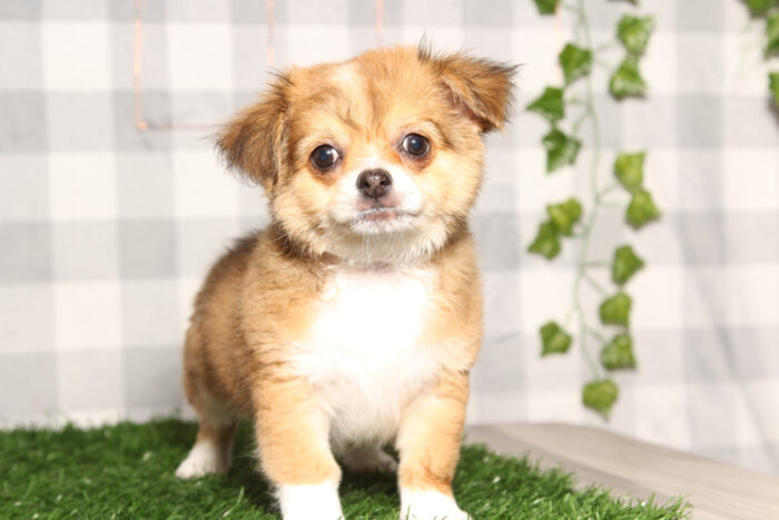 Travis-Tan/White Long Haired Male Chihuahua Puppy