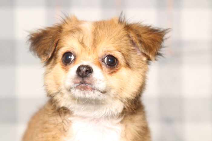 Travis-Tan/White Long Haired Male Chihuahua Puppy - Image 3
