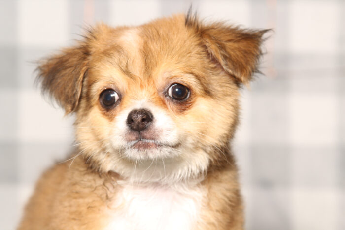 Travis-Tan/White Long Haired Male Chihuahua Puppy - Image 2