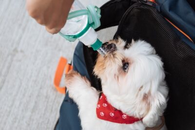 Dog Drinking