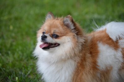 Brown and white Pomeranian pup on green grass