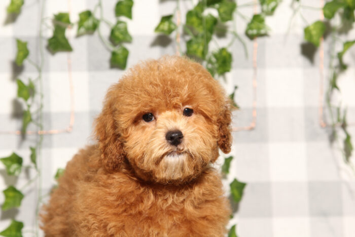Trixie - Red Female F1B Shih-Poo Puppy - Image 3
