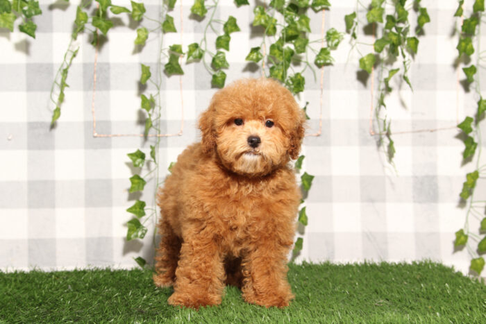 Trixie - Red Female F1B Shih-Poo Puppy